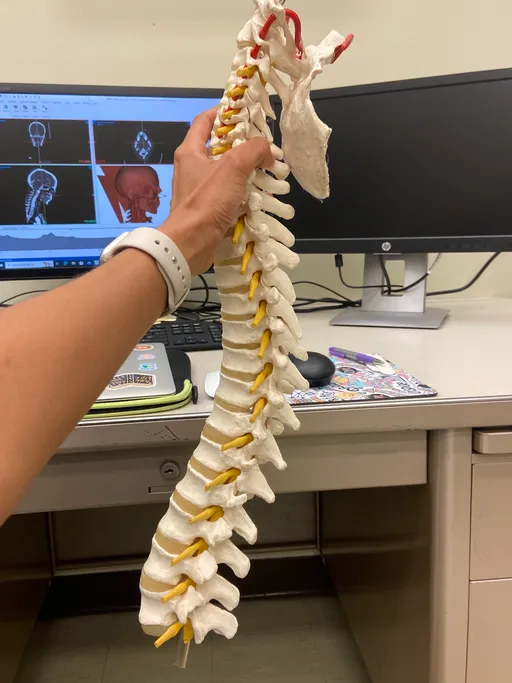 Neck muscle model demonstration